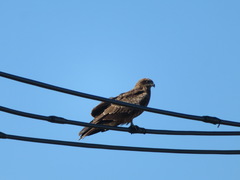 Milvus migrans lineatus