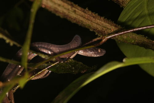 Neotropical Snail-eater