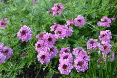 Glandularia aristigera