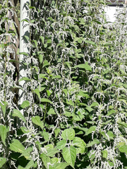 Urtica dioica dioica