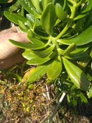 Sedum praealtum