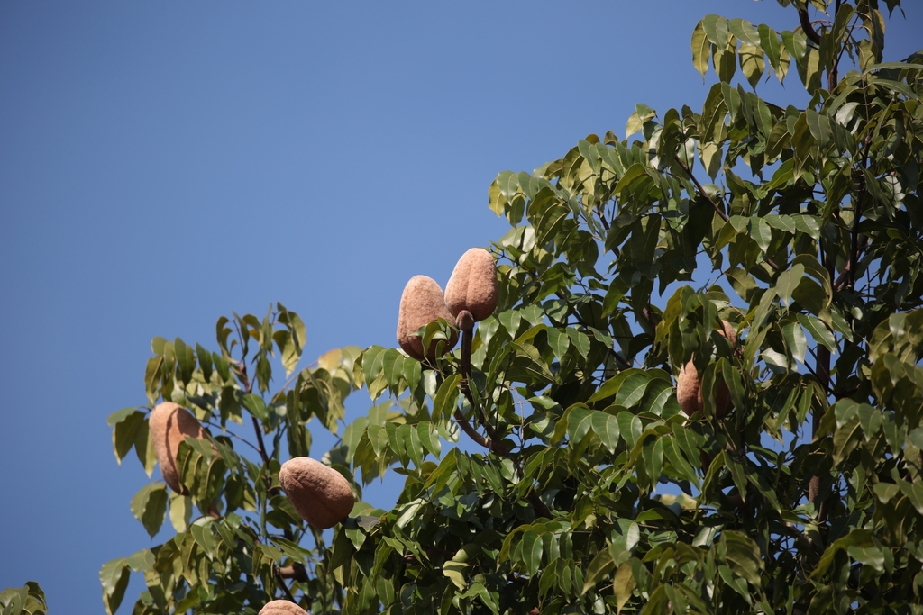 Big-leaf Mahogany in January 2016 by Roberto González · iNaturalist