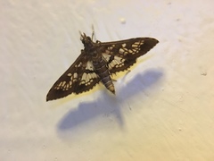 Sameodes cancellalis