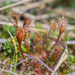 Drosera stenopetala - Photo (c) Pete McGregor, some rights reserved (CC BY-NC-ND), uploaded by Pete McGregor