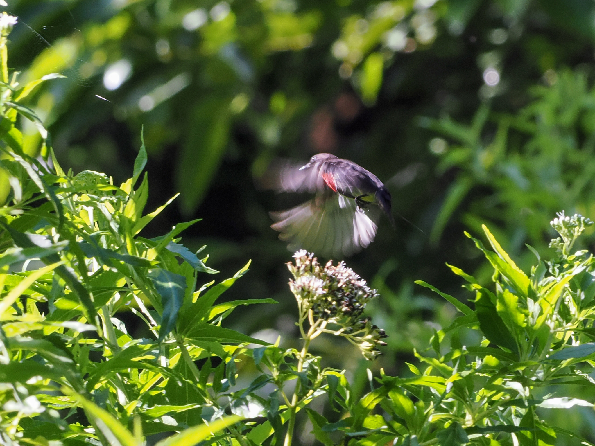 Grey-sided Flowerpecker (Dicaeum celebicum), photo 4