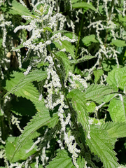 Urtica dioica dioica