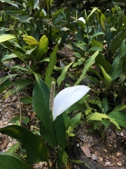 Spathiphyllum