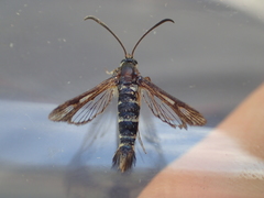 Synanthedon
