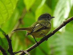 Tolmomyias flavotectus