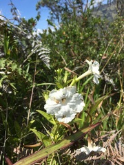 Escobedia grandiflora