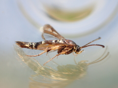 Synanthedon