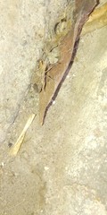 Rhopalidae