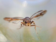 Synanthedon