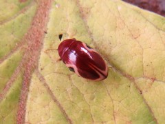Chelonarium ornatum
