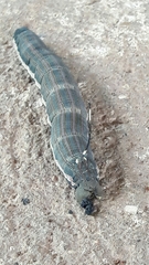 Isognathus scyron