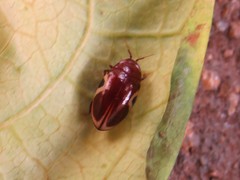 Chelonarium ornatum