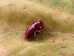 Chelonarium ornatum