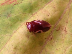Chelonarium ornatum