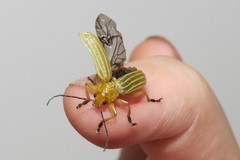 Metaxyonycha granulata