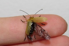 Metaxyonycha granulata