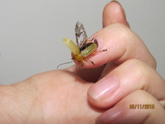 Metaxyonycha granulata