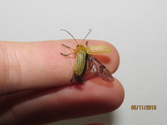 Metaxyonycha granulata