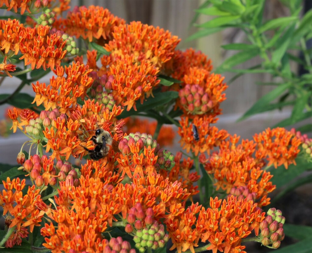 Butterfly Milkweed From Bucks County PA USA On July 3 2023 At 04 24