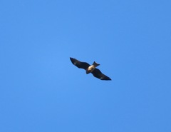 Milvus migrans lineatus