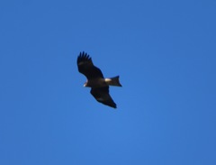 Milvus migrans lineatus