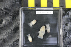 Aegiochus symmetrica