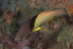 Bodianus mesothorax