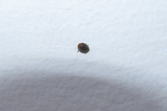 Cryptolaemus montrouzieri