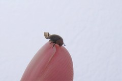 Cryptolaemus montrouzieri