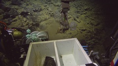 Aegiochus symmetrica