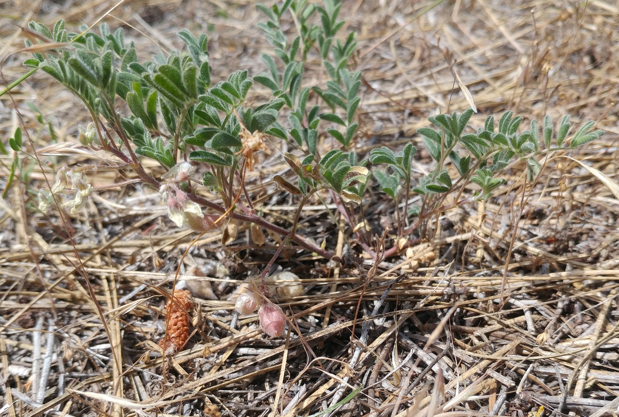 Astragalus pulsiferae var. suksdorfii