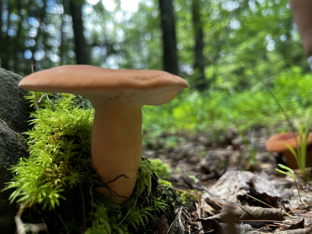 A hygrophorus milkcap with a rust-brown cap, standing in green moss
