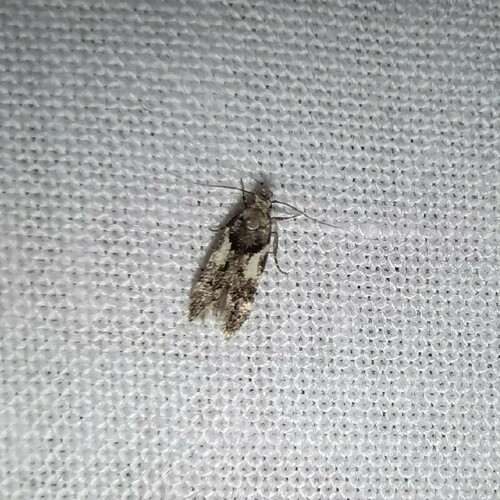 Maanpalpmot, Rolde, Netherlands, photo 2 of 10