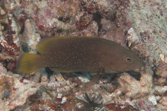Cephalopholis cyanostigma