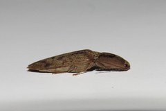 Conoderus fuscofasciatus