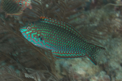 Ornate Leopard Wrasse photo 1