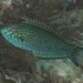 Ornate Leopard Wrasse - Photo (c) Mark Rosenstein, some rights reserved (CC BY-NC-SA), uploaded by Mark Rosenstein