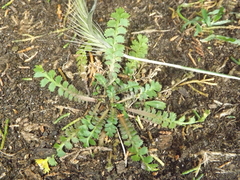 Lepidium tenuicaule