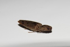 Conoderus fuscofasciatus