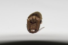 Conoderus fuscofasciatus