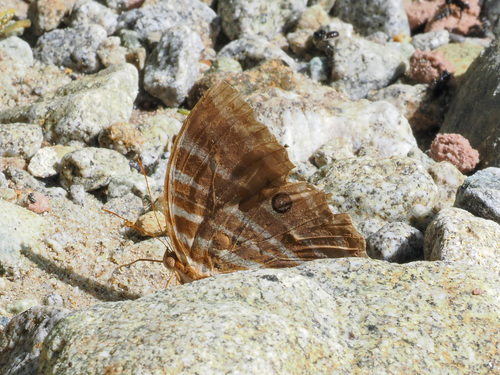 Amathusia virgata
