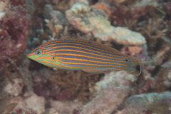 Halichoeres melanurus