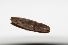 Conoderus fuscofasciatus