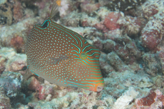 Canthigaster papua