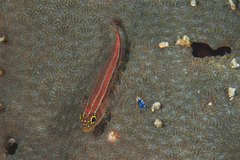 Helcogramma striata