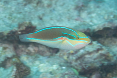 Stethojulis bandanensis